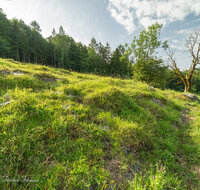 fileadmin/roha/images_galerie/Baum-natur-garten/Natur-Wildblumen-Landschaft/BL-BERG-WIESE-BUCK-1-5054-D-roha-Buckelwiese-Vorderettenberg.jpg