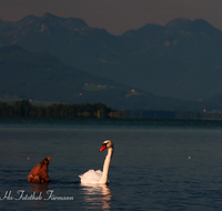 fileadmin/roha/images_galerie/Tiere/Vogel/TIE-VOEG-SCHW-0010-D-roha-Tiere-Vogel-Schwan-Wasser-Chiemsee.png