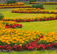 fileadmin/roha/images_galerie/orte_landschaft/Salzburg/Mirabell-Zwergerlgarten/SA-MIRA-GART-RAB-0010-D-roha-Salzburg-Schloss-Mirabell-Garten-Blumen-Rabatte-Tagetes-fleissieges-Lieschen-Impatiens-walleriana.png