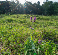 fileadmin/roha/images_galerie/Baum-natur-garten/Natur-Wildblumen-Landschaft/BL-BERG-WIESE-BUCK-1-5010-D-roha-Buckelwiese-Vorderettenberg-Echter-Ziest-Heil-Ziest-Betonica-officinalis.jpg