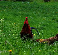 fileadmin/roha/images_galerie/Tiere/Vogel/TIE-VOEG-HUHN-0033-D-roha-Tiere-Huhn-Henne-Gockel-Vogel.png