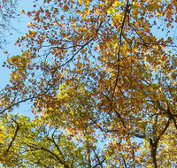fileadmin/roha/Header-Unterseiten/BAUM-WALD-HERB-0006-06-D-roha.jpg