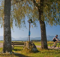 fileadmin/roha/images_galerie/Freizeit-Sport/Mountainbike-Radfahren/SPO-MOUN-ABTS-0002-D-roha-Sport-Mountainbike-Saaldorf-Abtsdorf-Baum-Bank-Hochstaufen-Watzmann-Wegkreuz.png