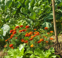 fileadmin/roha/images_galerie/Baum-natur-garten/Gemuese-Garten-Kraeuter-neu/GAR-GEM-0037-D-roha-Garten-Gemuese-biologisch-Kohl-Gabel-Chinakohl-Tagetes-Rosenkohl.jpg