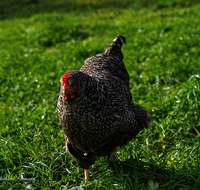 fileadmin/roha/images_galerie/Tiere/Vogel/TIE-VOEG-HUHN-0073-D-roha-Tiere-Huhn-Henne-Gockel-Vogel.png