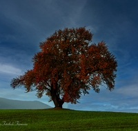 fileadmin/roha/images_galerie/Baum-natur-garten/Baeume/BAUM-BIRN-0035-D-H-roha-Baum-Birne-Obst-Herbst.png