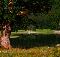 fileadmin/roha/images_galerie/Baum-natur-garten/Baeume/BAUM-0008-D-roha-Baum-Stamm-Wasser-See-Ufer-Blumenwiese-Loedensee-Ruhpolding.png