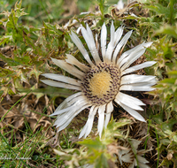 fileadmin/roha/images_galerie/Baum-natur-garten/Natur-Wildblumen-Landschaft/BL-BERG-DIST-0009-D-roha-Blumen-Berg-Silber-Distel-Almwiese.png