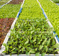 fileadmin/roha/images_galerie/Baum-natur-garten/Gaertnerei/GAR-GEM-GAERTN-0002-D-roha-Garten-Gemuese-Salat-Pflanzen-Gaertnerei.jpg