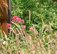 fileadmin/roha/images_galerie/Baum-natur-garten/Blumengarten-Blumen/GAR-WILD-0004-D-roha-Garten-Wild-Gras-Strauchrose.png