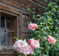 fileadmin/roha/images_galerie/Baum-natur-garten/Blumengarten-Blumen/LANDA-FENST-ROSE-0002-D-roha-Landart-Fenster-Rose-Abtsdorf.jpg
