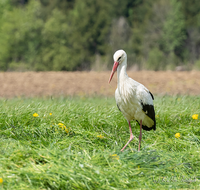 fileadmin/roha/images_galerie/Hintergrund-Download/1024x800/TIE-VOEG-STOR-0015-D-roha-Tier-Vogel-Weiss-Storch-Ciconia-ciconia.png