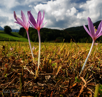 fileadmin/roha/images_galerie/Baum-natur-garten/Natur-Wildblumen-Landschaft/BL-HERB-0001-01-D-roha-Blume-Herbstzeitlose-Colchicum-autumnale.png