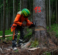 fileadmin/roha/images_galerie/Landwirtschaft/Forst-Holzknecht/HOLZKNE-0005-2025-1106-05-D-roha-Holzknecht-Teisenberg-Baum-Fichte-Motorsaege.png