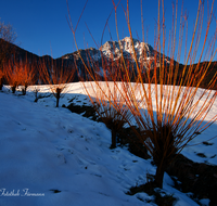 fileadmin/roha/images_galerie/Baum-natur-garten/Baeume/BAUM-BUNDG-0002-D-roha-Baum-Weide-Bundgerte-Kopfweide-Winter-Sonnenaufgang-Schnee-Hochstaufen.png