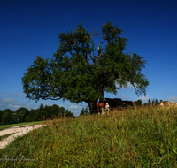 fileadmin/roha/images_galerie/Baum-natur-garten/Baeume/BAUM-BIRN-0026-04-D-roha-Baum-Birnbaum-Teisendorf.png