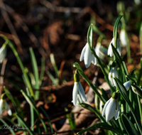 fileadmin/roha/images_galerie/Baum-natur-garten/Natur-Wildblumen-Landschaft/BL-SCHNEEGL-0049-5-D-roha--Blumen-Schneegloeckchen-Galanthus.png