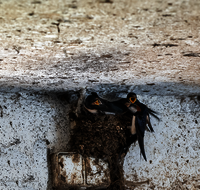 fileadmin/roha/images_galerie/Tiere/Vogel/TIE-VOEG-SCHWALB-0006-D-roha-Tiere-Voegel-Schwalbe-Nest.png