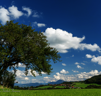 fileadmin/roha/images_galerie/Baum-natur-garten/Baeume/BAUM-BIRN-EGEL-0007-D-roha-Baum-Birne-Obst-Egelham.png