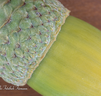 fileadmin/roha/images_galerie/Baum-natur-garten/Baeume/BAUM-EICHE-0014-D-roha-Baum-Eiche-Eichel-Quercus.png