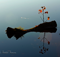 fileadmin/roha/images_galerie/Baum-natur-garten/Baeume/BAUM-WASS-0002-D-roha-Baum-Wasser-Totholz-Schoenramer-Moor.png