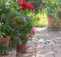 fileadmin/roha/images_galerie/Baum-natur-garten/Haus-Blumenschmuck-Deko/BL-HAUSG-TERRA-0017-D-roha-Blumen-Terrasse-Geranie-Vanilleblume-Margerite.png