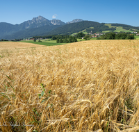 fileadmin/roha/images_galerie/Hintergrund-Download/1024x800/LANDW-FELD-GETR-ANG-0001-D-roha-Landwirtschaft-Getreide-Anger.png