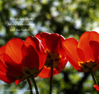 fileadmin/roha/images_trauerdruck/Trauerdruck-Seite-3/Sterbebild-Tulpen-rot.png