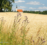 fileadmin/roha/images_galerie/Landwirtschaft/TITTM-ASTEN-0008-D-roha-Tittmoning-Asten-Kirche-Getreide-Feld.png