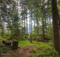 fileadmin/roha/images_galerie/Baum-natur-garten/Baeume/AN-HIRSCHL-GRENZST-0017-D-roha-Anger-Grenzstein-Hirschlacke.png