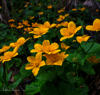 fileadmin/roha/images_galerie/Baum-natur-garten/Natur-Wildblumen-Landschaft/BL-SUMPF-0007-D-roha-Blumen-Sumpfdotterblume-Caltha-palustris.png