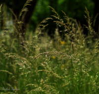 fileadmin/roha/images_galerie/Baum-natur-garten/Natur-Wildblumen-Landschaft/BL-WIESE-GRAS-0003-D-roha-Wiese-Gras.png
