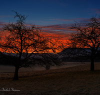 fileadmin/roha/images_galerie/stimmung-Sonne/STIM-TEIS-GRAF-1-5842-D-roha--Stimmung-Baum-Grafenberg-Untersberg.png