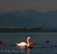 fileadmin/roha/images_galerie/Tiere/Vogel/TIE-VOEG-SCHW-0008-D-roha-Tiere-Vogel-Schwan-Wasser-Chiemsee.png