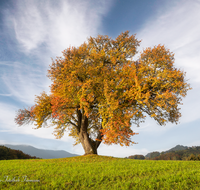 fileadmin/roha/images_galerie/Baum-natur-garten/Baeume/BAUM-BIRN-0034-D-M-roha-Baum-Birne-Obst-Herbst.png