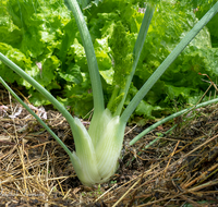 fileadmin/roha/images_galerie/Baum-natur-garten/Gemuese-Garten-Kraeuter-neu/GAR-GEM-FENCH-0004-D-roha-Garten-Gemuese-Knollen-Fenchel.png