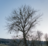 fileadmin/roha/images_galerie/Baum-natur-garten/Baeume/BAUM-MISTEL-0002-D-roha-Baum-Misteln-Surtal.png