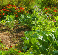 fileadmin/roha/images_galerie/Baum-natur-garten/Gemuese-Garten-Kraeuter-neu/GAR-GEM-0038-D-roha-Garten-Gemuese-biologisch-Kohl-Tagetes-Rosenkohl.jpg