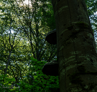 fileadmin/roha/images_galerie/Baum-natur-garten/Baeume/BAUM-STAMM-SCHWAMM-0012-D-roha--Baum-Stamm-Stockschwamm-Wald.png