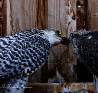 fileadmin/roha/images_galerie/Tiere/Vogel/TIE-VOEG-FALKE-0001-D-roha-Tier-Vogel-Ger-Falke-Fuetterung-Groenland.png