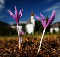 fileadmin/roha/images_galerie/Baum-natur-garten/Natur-Wildblumen-Landschaft/AN-HOE-0085-01-7-03-D-roha-Anger-Hoeglwoerth-Biotop-Colchicum-autumnale.png