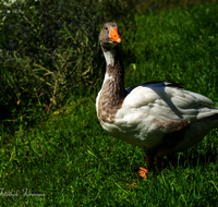 fileadmin/roha/images_galerie/Tiere/Vogel/TIE-VOEG-GANS-0010-D-roha-Tiere-Voegel-Gans-Anserinae-Wiese.png