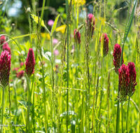fileadmin/roha/images_galerie/Baum-natur-garten/Natur-Wildblumen-Landschaft/BL-WIESE-UF-0013-D-roha-Blumenwiese-Blutklee-Margerite.png