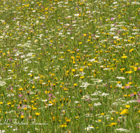 fileadmin/roha/images_galerie/Baum-natur-garten/Natur-Wildblumen-Landschaft/BL-WIESE-WILDT-0001-D-roha-Blumenwiese-Wildental-Landwirtschaft.png