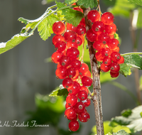 fileadmin/roha/images_galerie/Baum-natur-garten/Gemuese-Garten-Kraeuter-neu/GAR-BEER-JOHANN-0001-03-D-roha-Garten-Beerenobst-Johannisbeeren.png