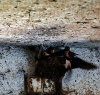 fileadmin/roha/images_galerie/Tiere/Vogel/TIE-VOEG-SCHWALB-0007-D-roha-Tiere-Voegel-Schwalbe-Nest.png
