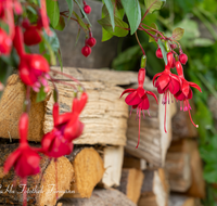 fileadmin/roha/images_galerie/Baum-natur-garten/Haus-Blumenschmuck-Deko/BL-HAUSG-FUCHS-0017-D-roha-Blumen-Haus-Fuchsien-Fuchsia-Blumenschmuck.png