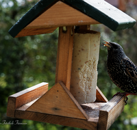 fileadmin/roha/images_galerie/Tiere/Vogel/TIE-VOEG-HAEUSCH-0015-01-1114-04-D-roha-Tiere-Vogel-Haeuschen-Futter-Star-Sturnus-vulgaris.png