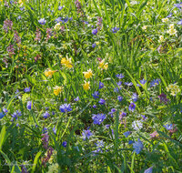 fileadmin/roha/images_galerie/Baum-natur-garten/Natur-Wildblumen-Landschaft/BL-WIESE-FRUEHL-21-0743-D-roha-Blumenwiese-Fruehling.jpg