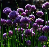 fileadmin/roha/images_galerie/Baum-natur-garten/Gemuese-Garten-Kraeuter-neu/GAR-KRAEUT-SCHNIT-0001-D-roha-Garten-Kraeuter-Schnittlauch-Biene.png